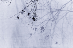 季節の足音-8009