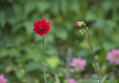 そっち行っていい⁺♦*ﾟ¨ﾟﾟ･*:..｡-2722a