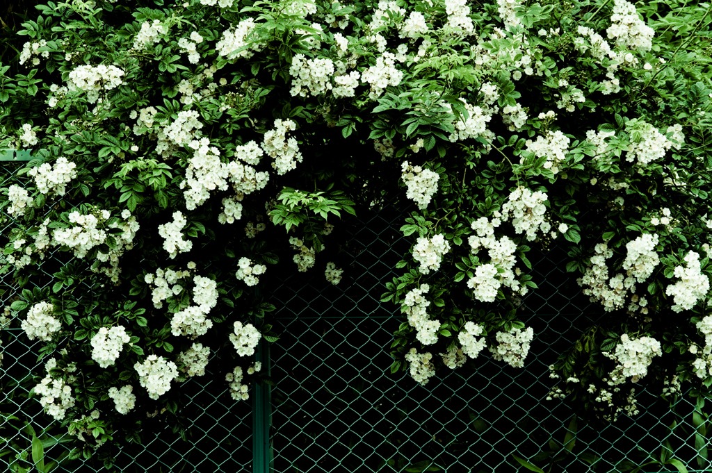 フェンスに咲く-2515