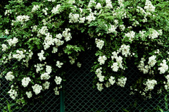 フェンスに咲く-2515