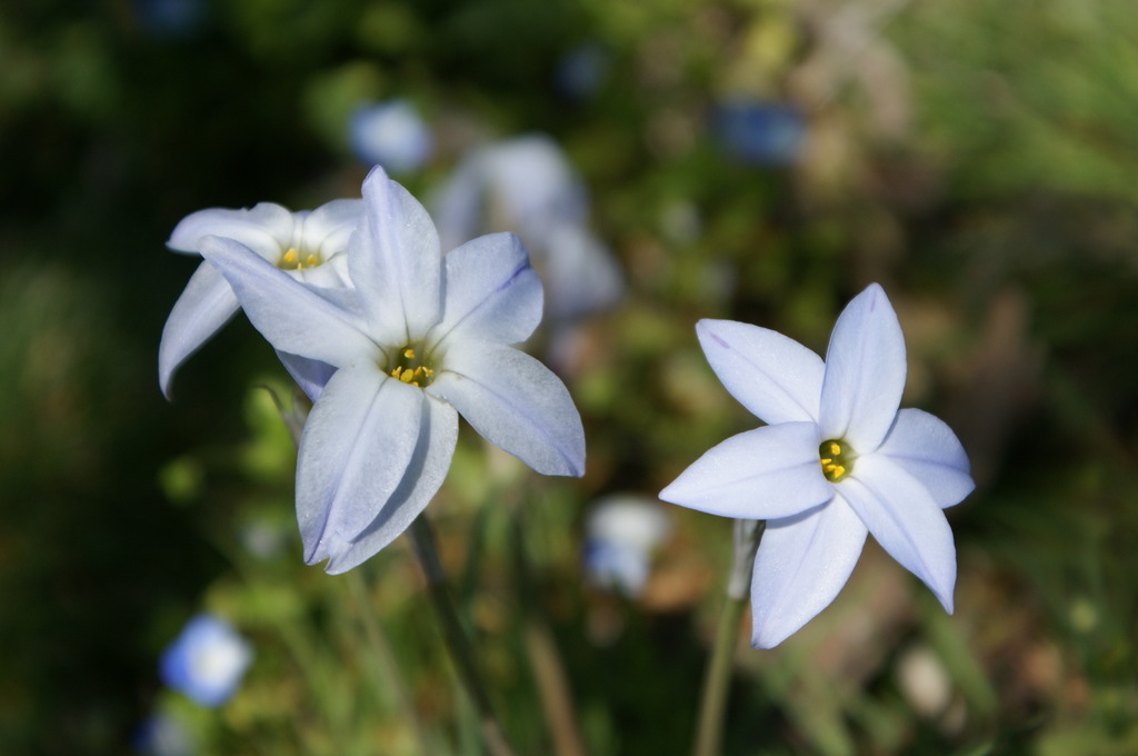 野の花