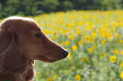 ひまわり畑を見つめる愛犬