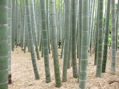 報国寺