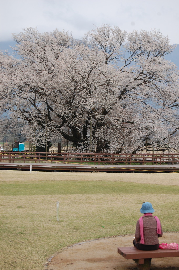 絵描きさんと桜の木