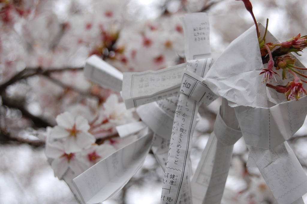 おみくじと桜