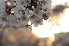 夕暮れの桜