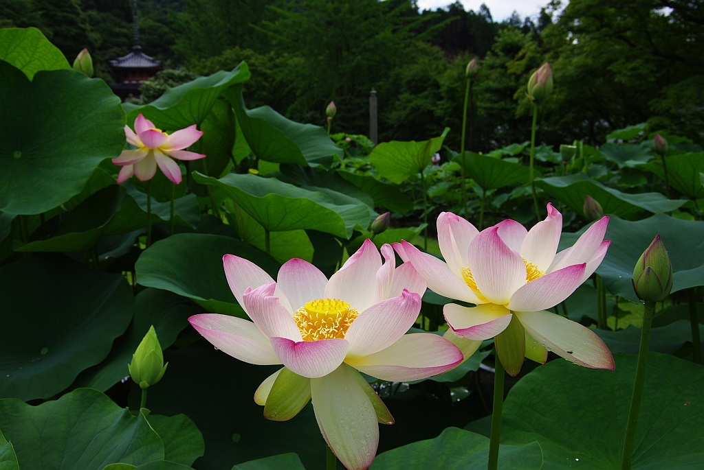 西国十番三室戸寺