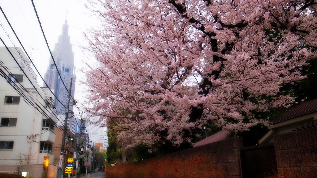 東京の桜