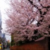 東京の桜