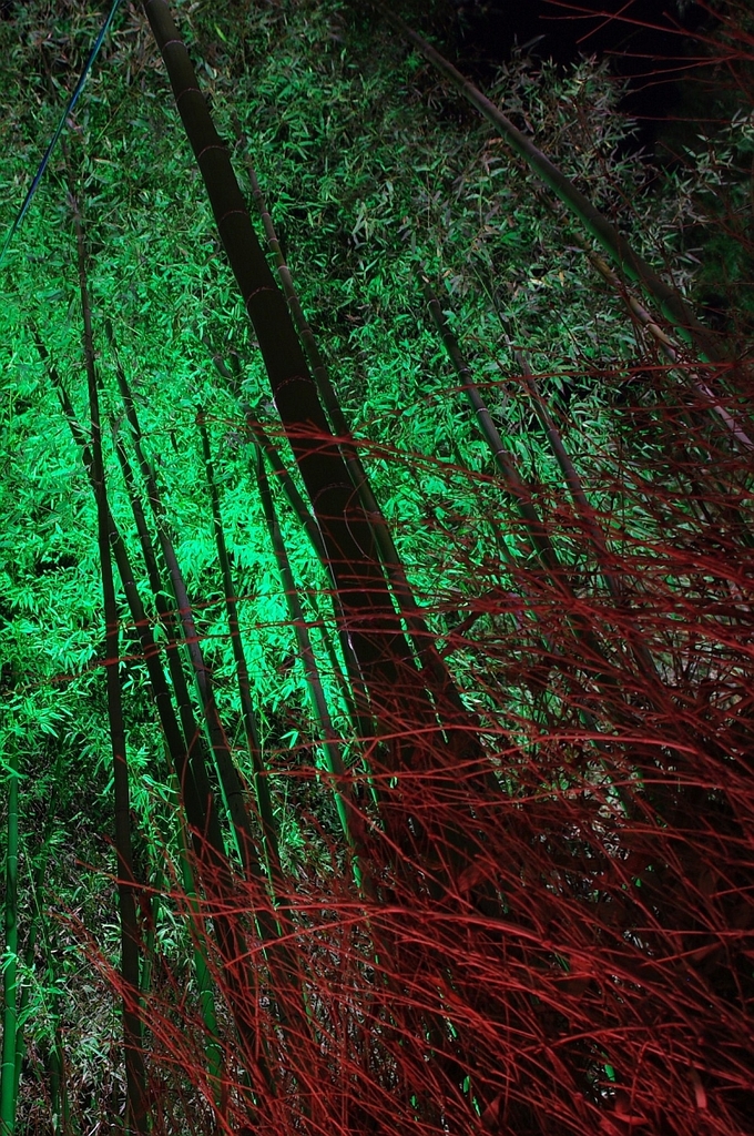 嵐山花灯路（竹林の小径）