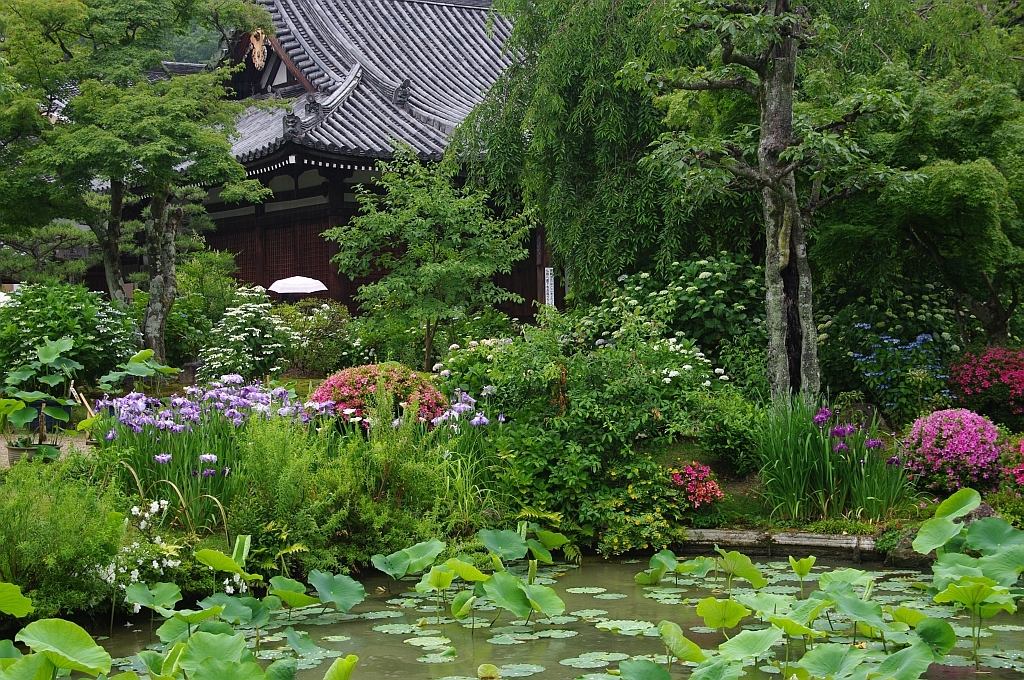 雨の法金剛院