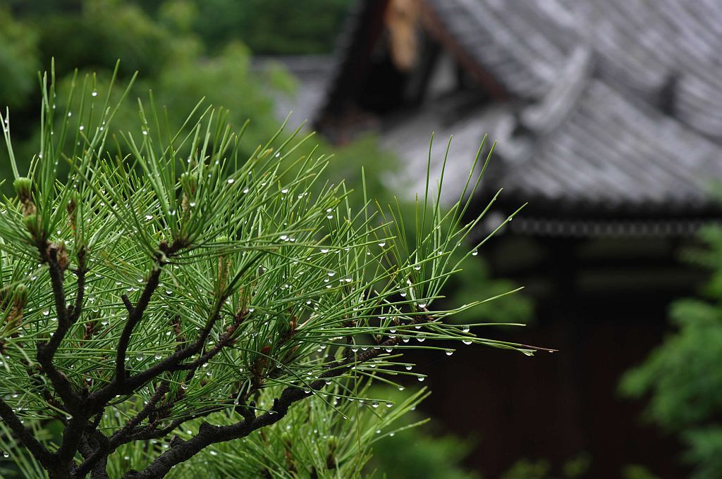 梅雨はじめ