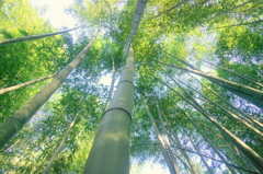 竹の春