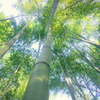 竹の春