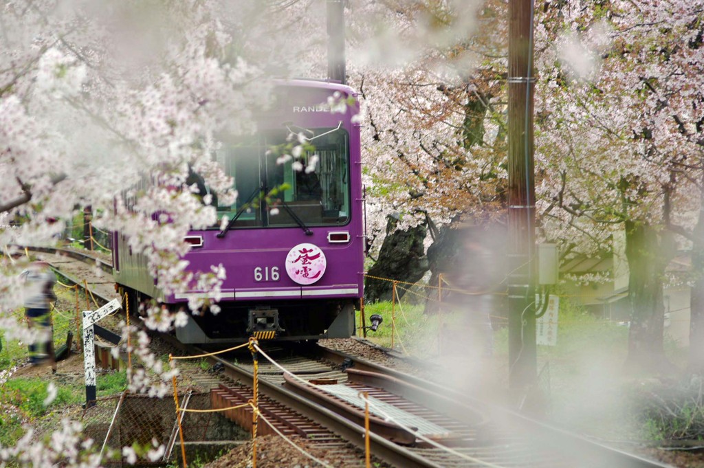 桜のトンネルを行く