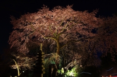 佐野桜畑夜