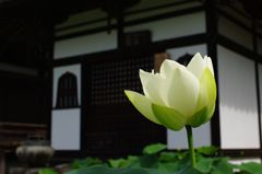 蓮の花と阿弥陀堂