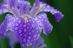 雨露まといて