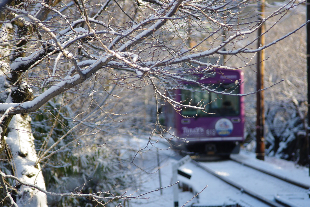 嵐電雪(桜)のトンネル