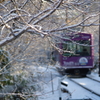 嵐電雪(桜)のトンネル