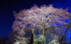 「花明り」風