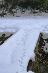 雪の足跡