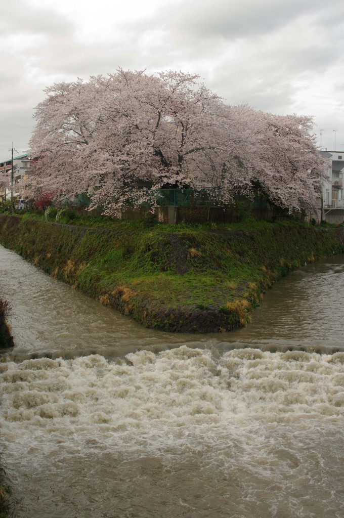 濁流と桜