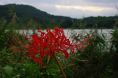 広沢曇天彼岸花