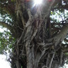 RIMG0549