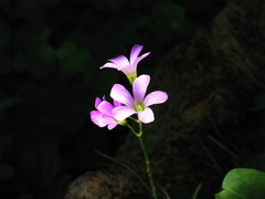 RIMG0111