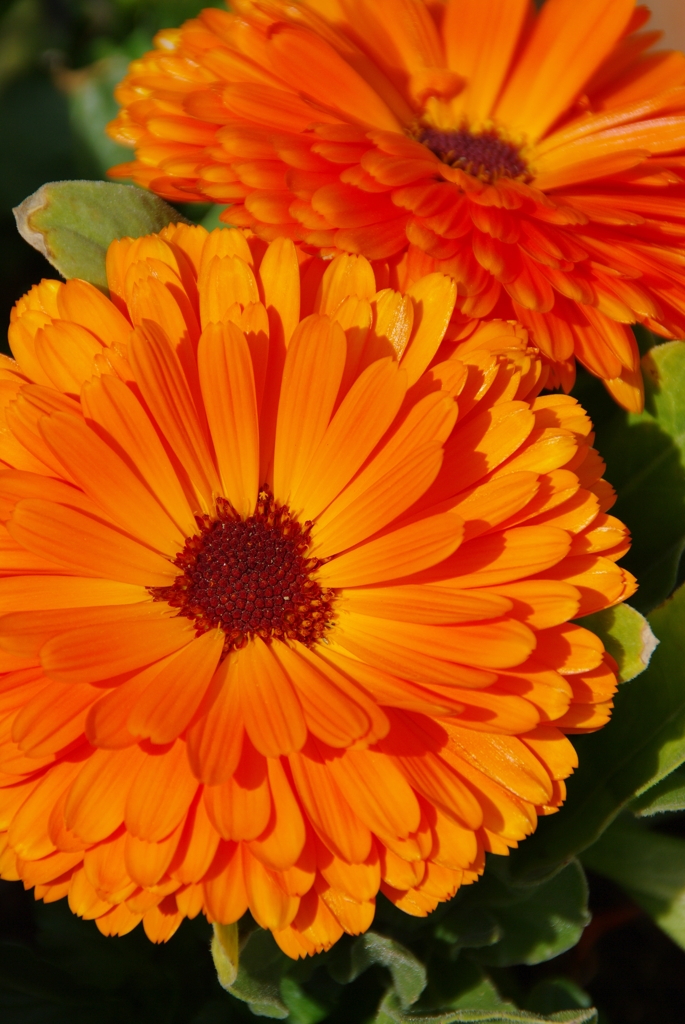 Gerbera