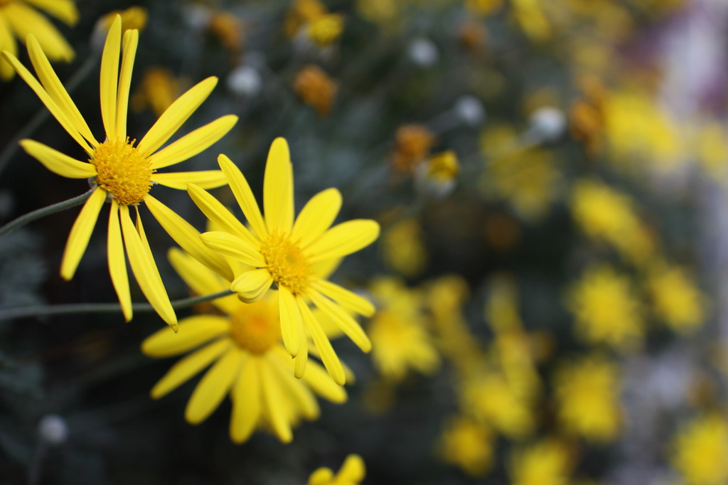 街角の花