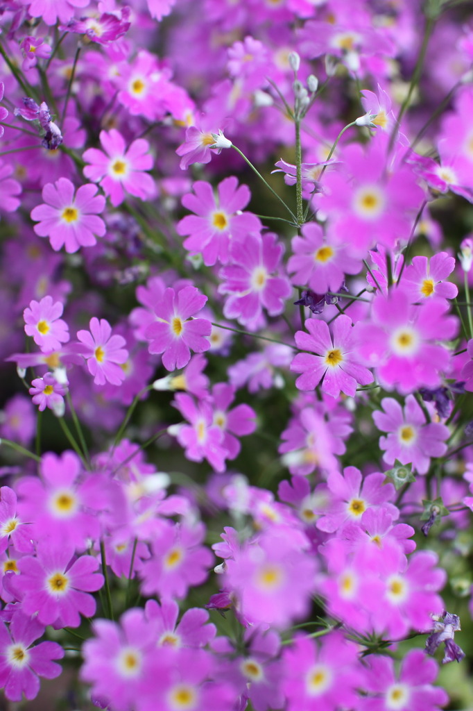 街角の花