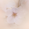 霞桜