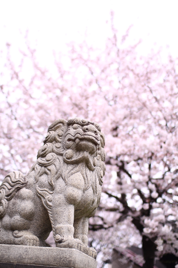 狛犬と桜