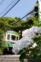 江ノ電と紫陽花