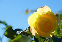 秋薔薇