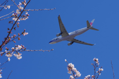 桜flight