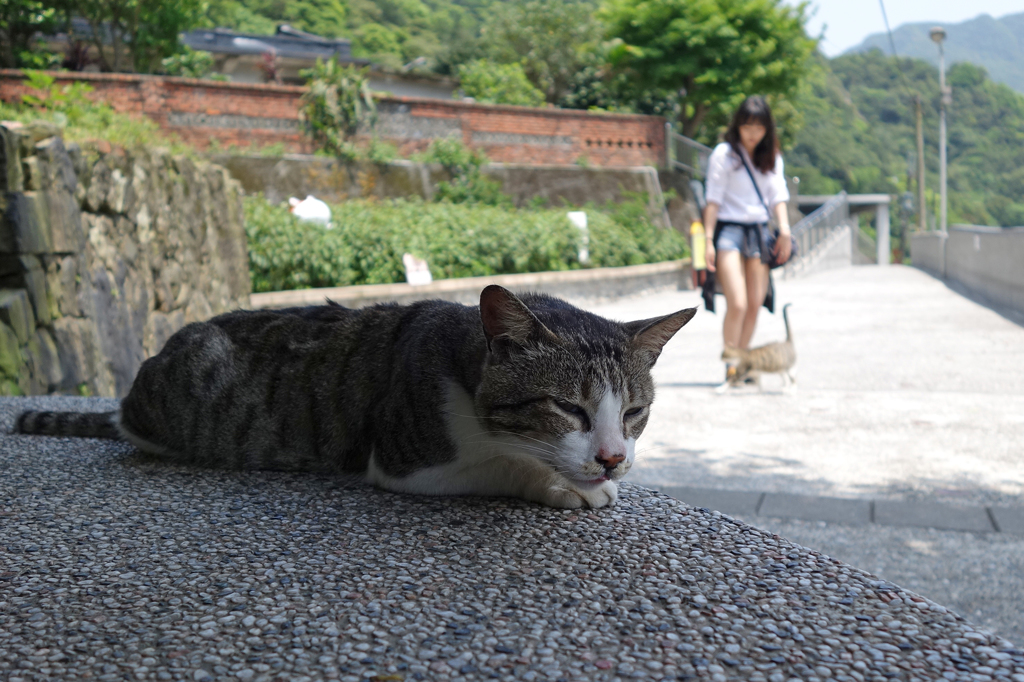 南國のやる気のない猫さん By Ppuw Id 写真共有サイト Photohito