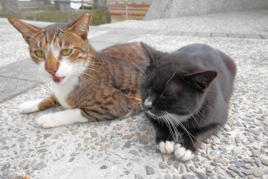 なかよし