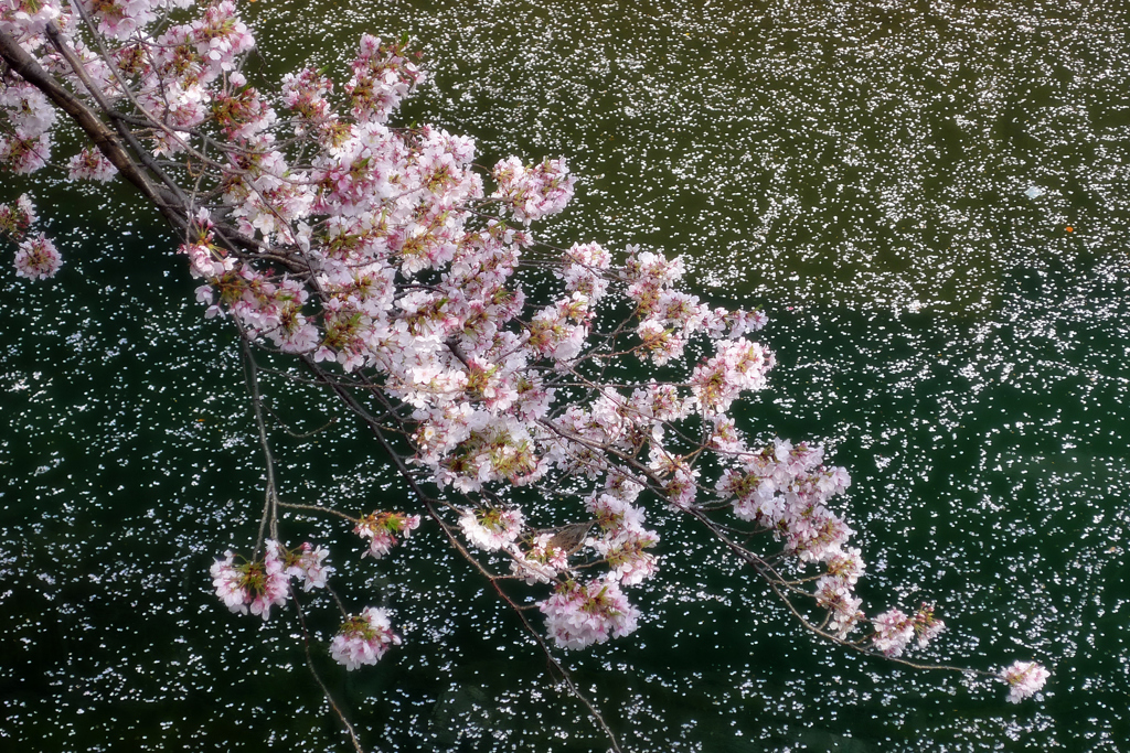 桜銀河