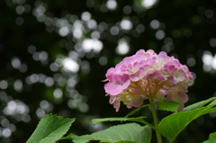 紫陽花COSMOS