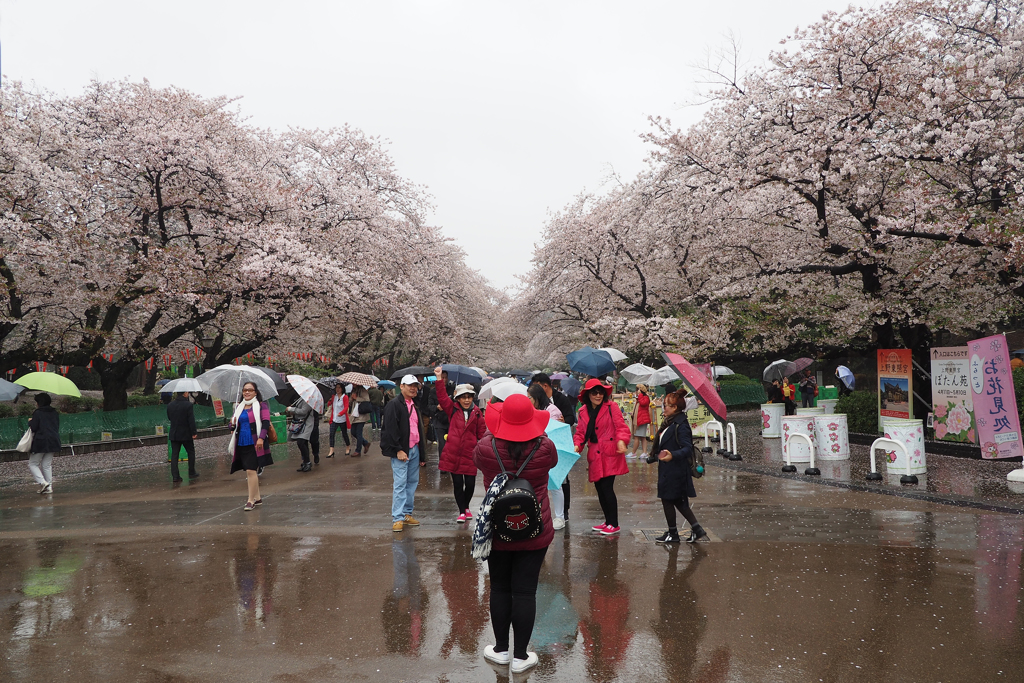 雨に満開