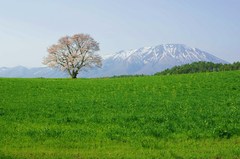 小岩井農場の一本桜