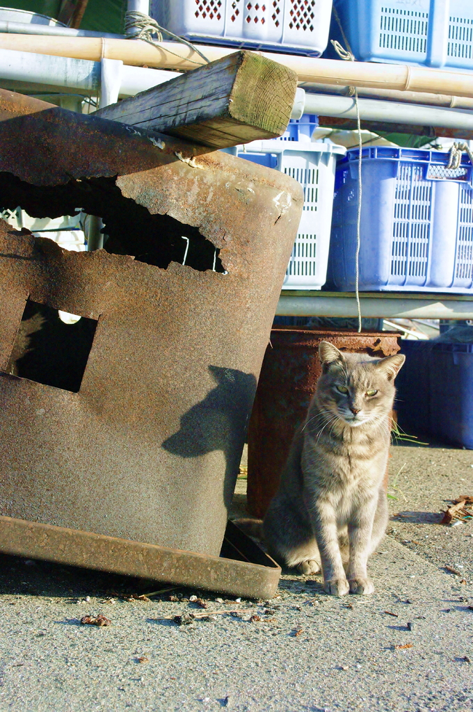 猫かぶった犬！？（謎）