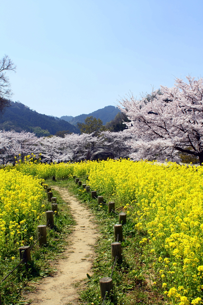 奈良明日香村　桜と菜の花