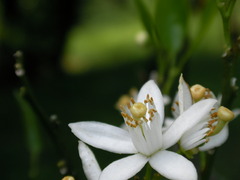 みかんの花