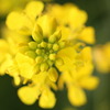 菜の花