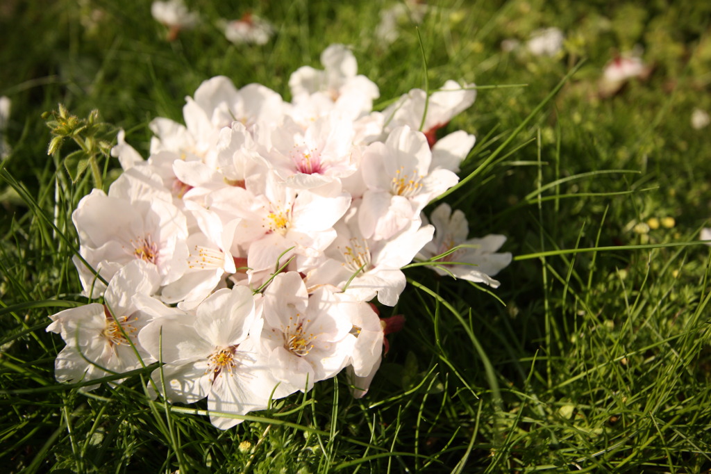 桜の花束