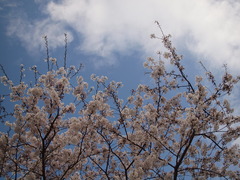 空と桜